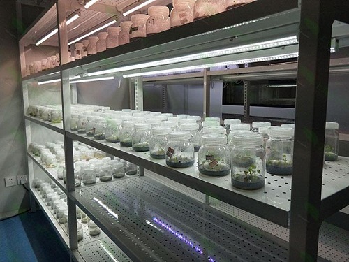 麻阳植物组织培养实验室设计建设方案